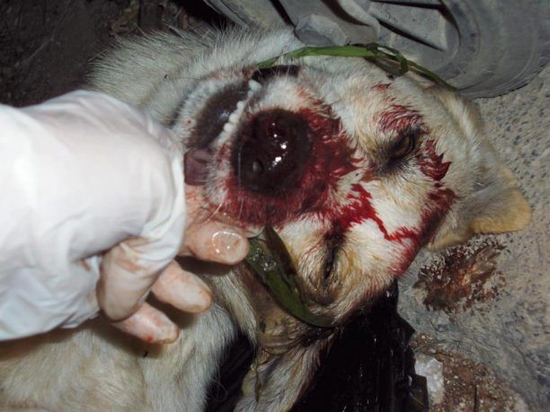 Ρέθυμνο: Κακοποίησαν μέχρι θανάτου σκυλίτσα